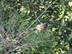 Image of Rufous Treepie