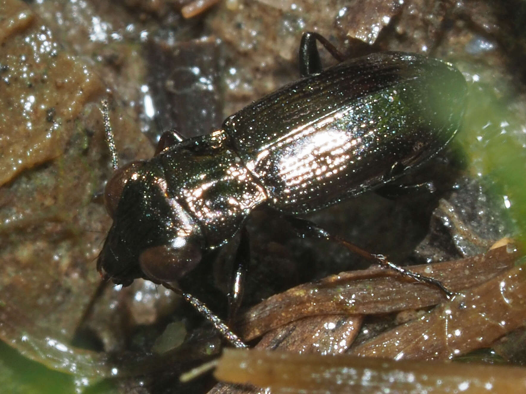 Image of Rough-necked Springtail-stalker