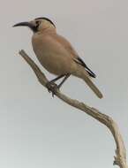 Image of Biddulph's Ground Jay