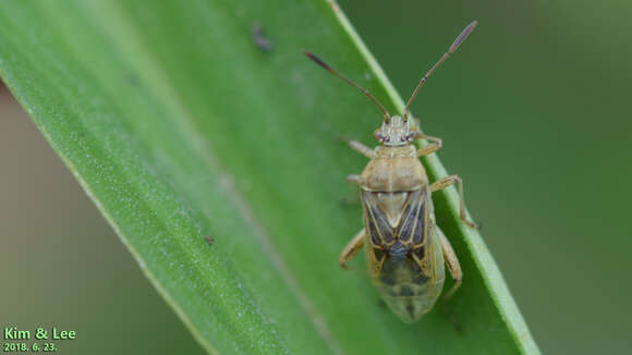 Image of Stictopleurus minutus Blöte 1934