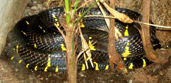 Image of Gold-ringed Cat snake