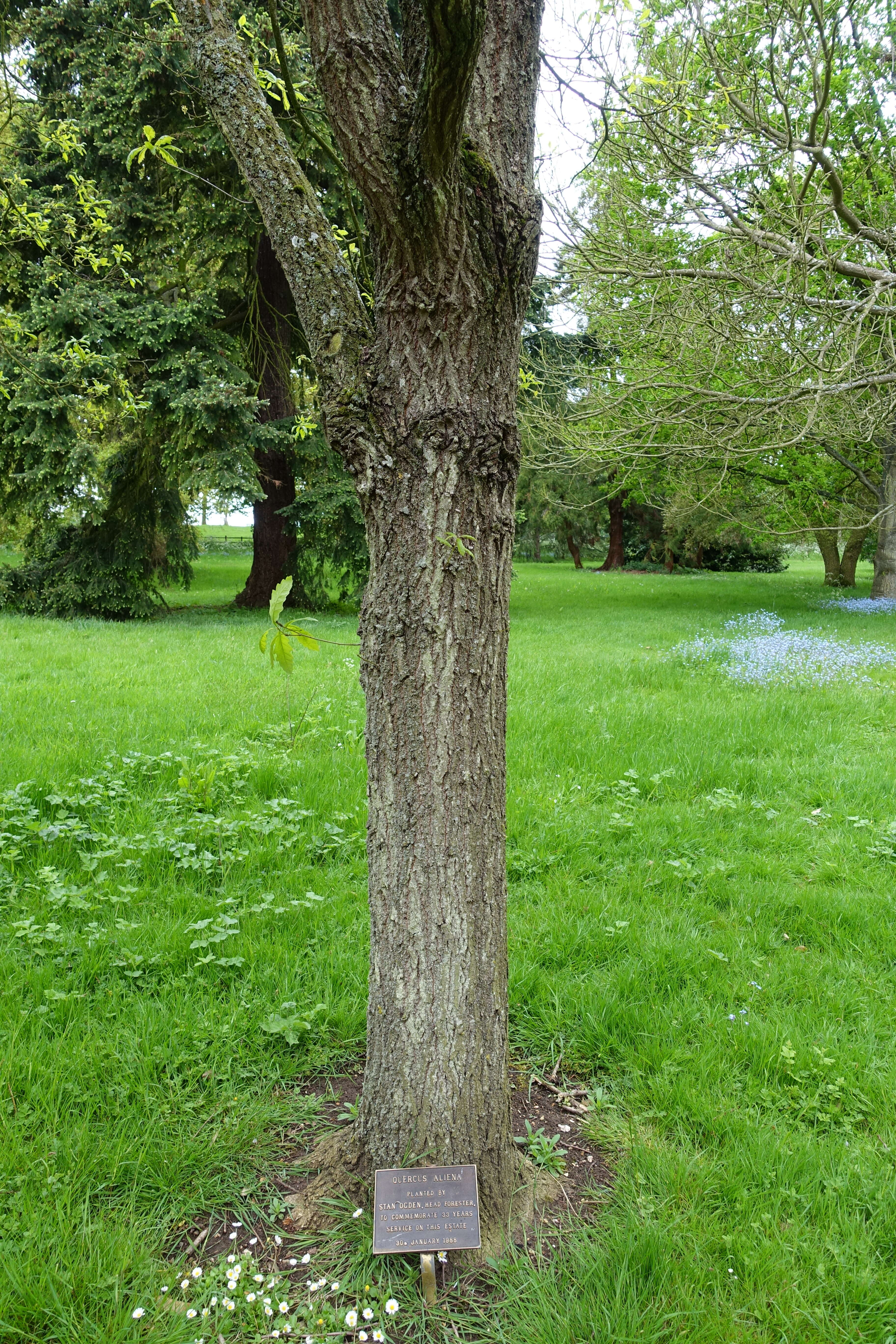 Image of Galcham oak