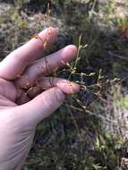 Image of brownfruit rush