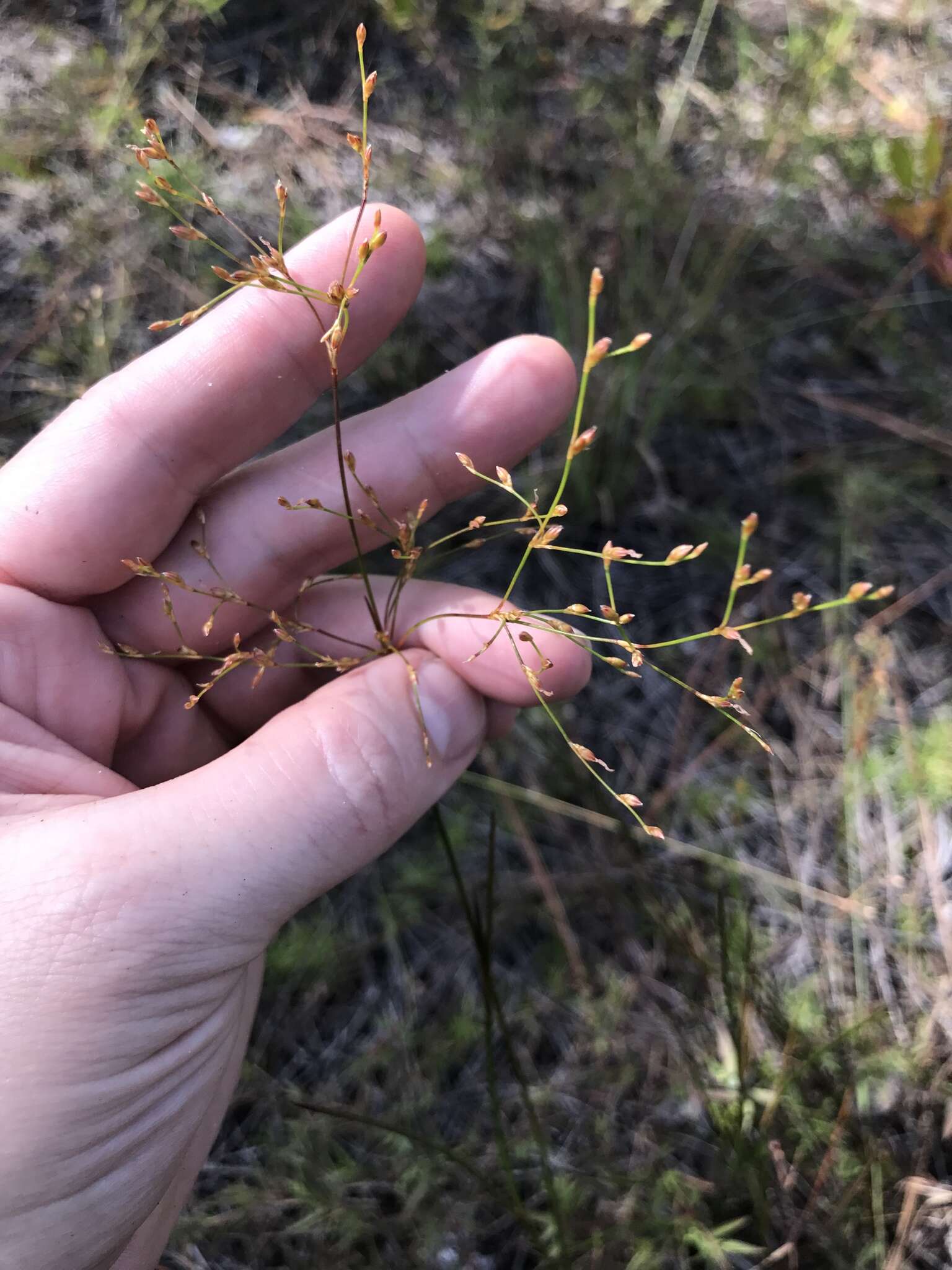 Juncus pelocarpus E. Mey.的圖片