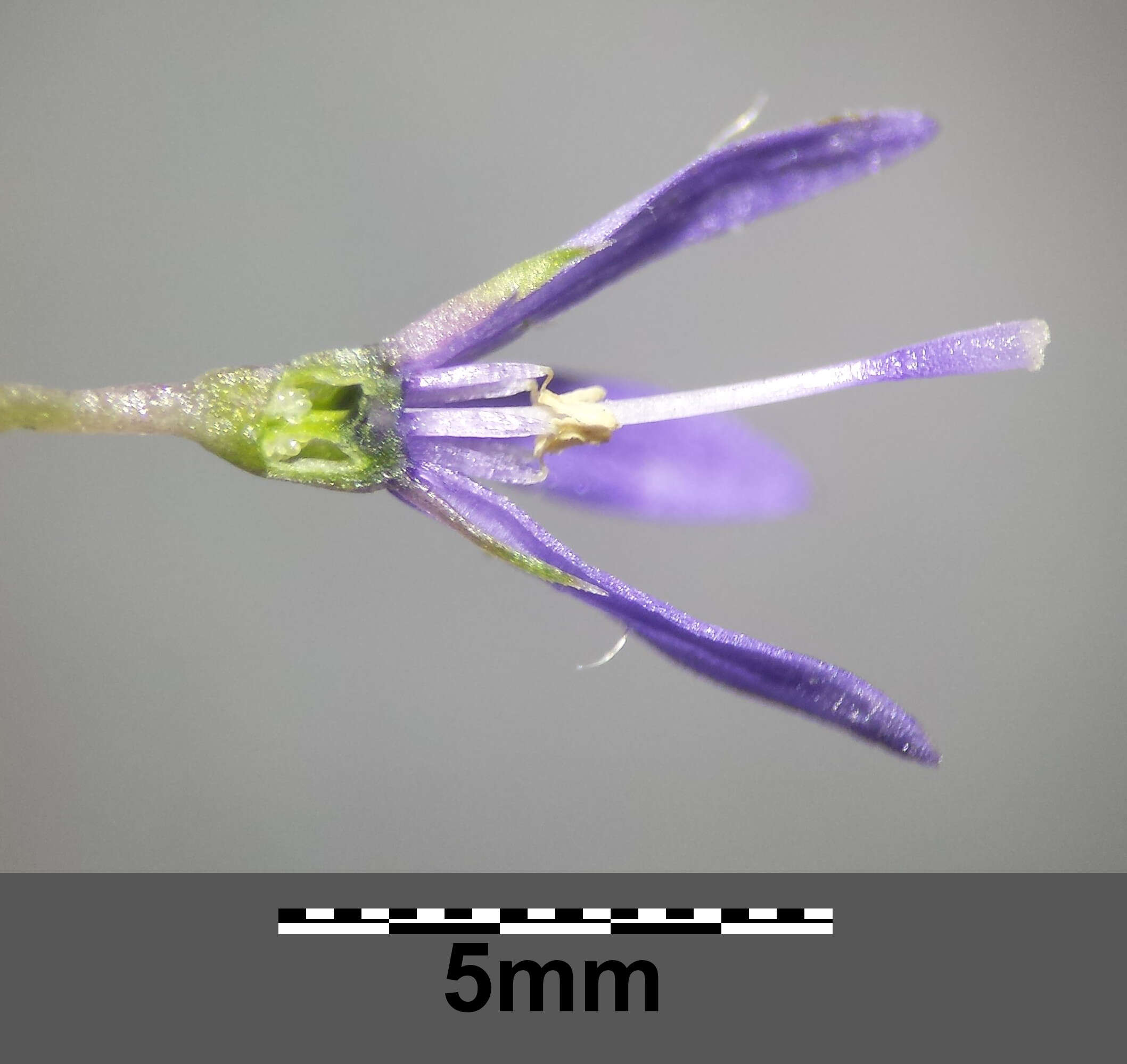 Слика од Jasione montana L.