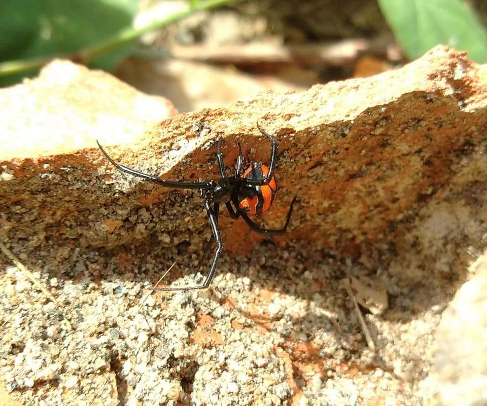 Plancia ëd Latrodectus curacaviensis (Müller 1776)