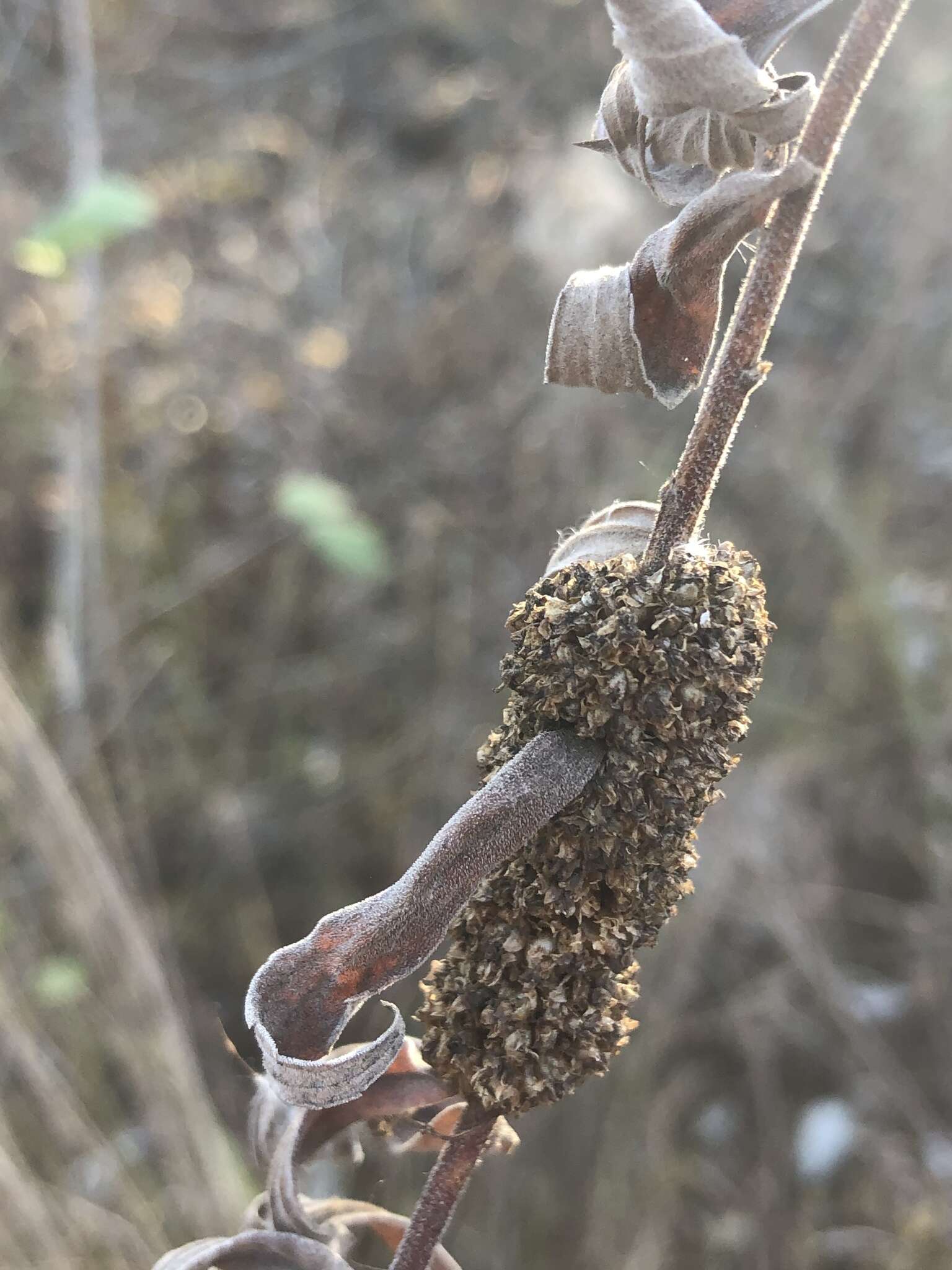 Image of rope dodder