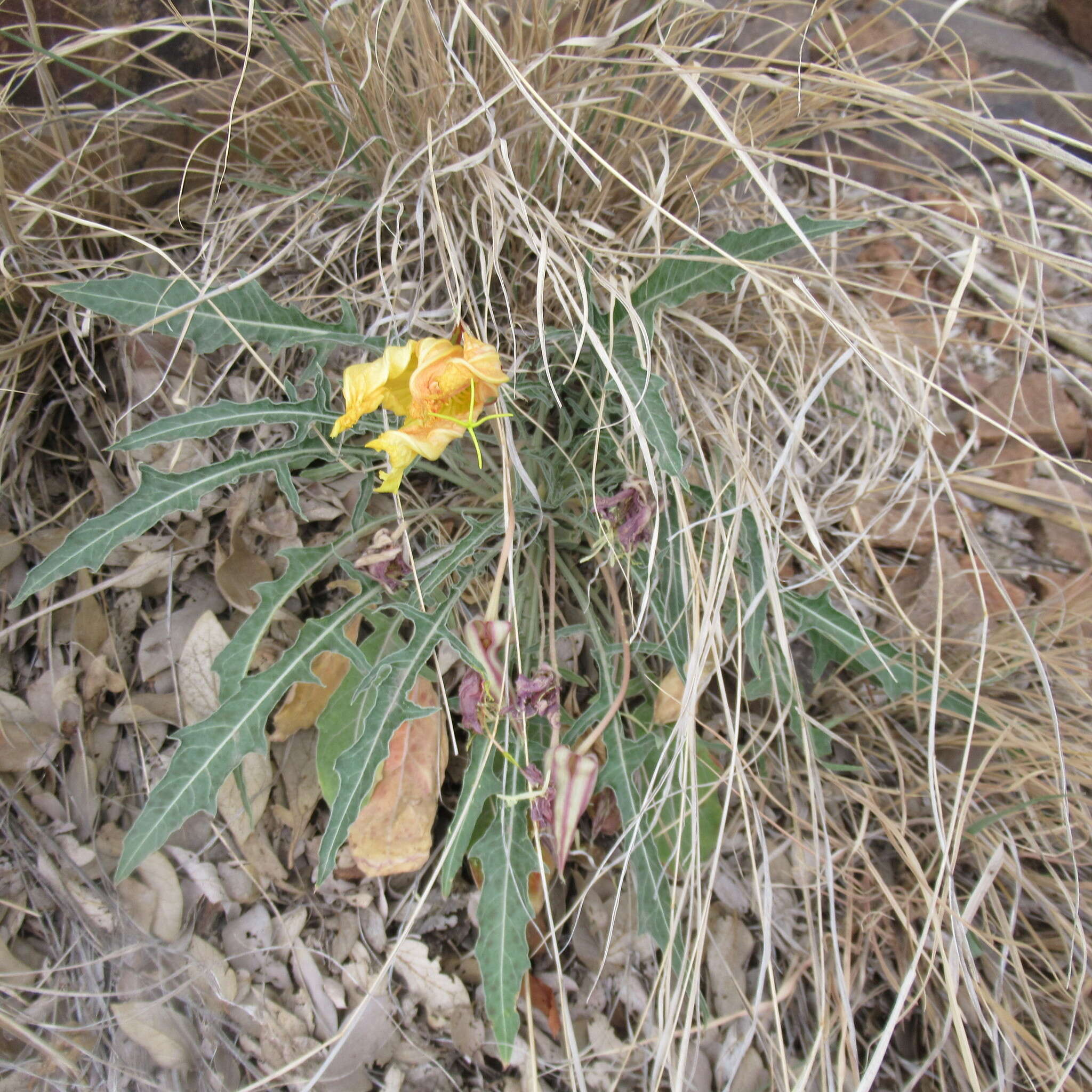 Plancia ëd Oenothera brachycarpa A. Gray