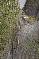 Pituophis catenifer catenifer (Blainville 1835)的圖片