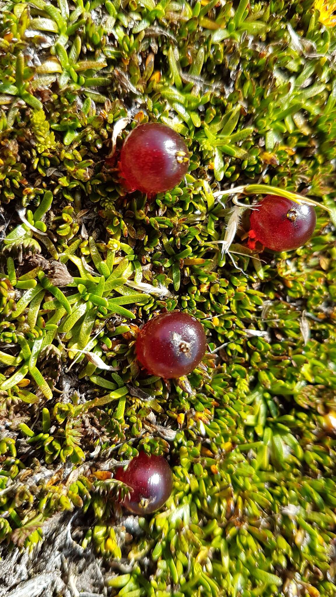 Image of Coprosma atropurpurea (Cockayne & Allan) L. B. Moore