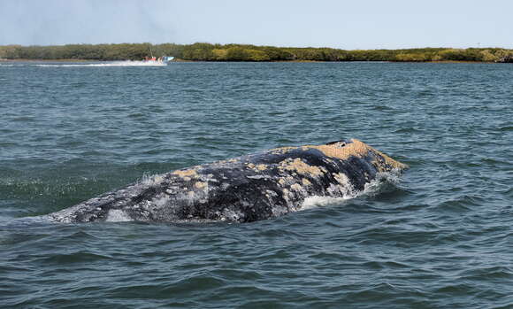 Image of gray whales