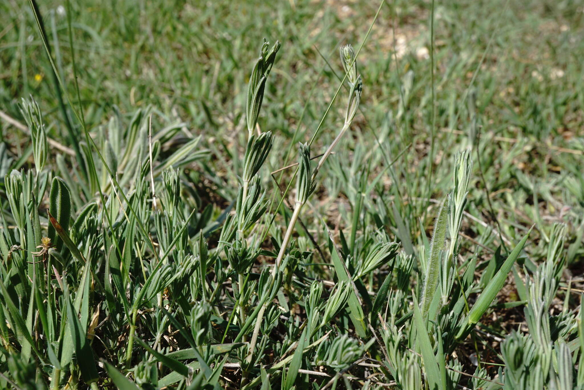 Imagem de Galium xeroticum (Klokov) Pobed.