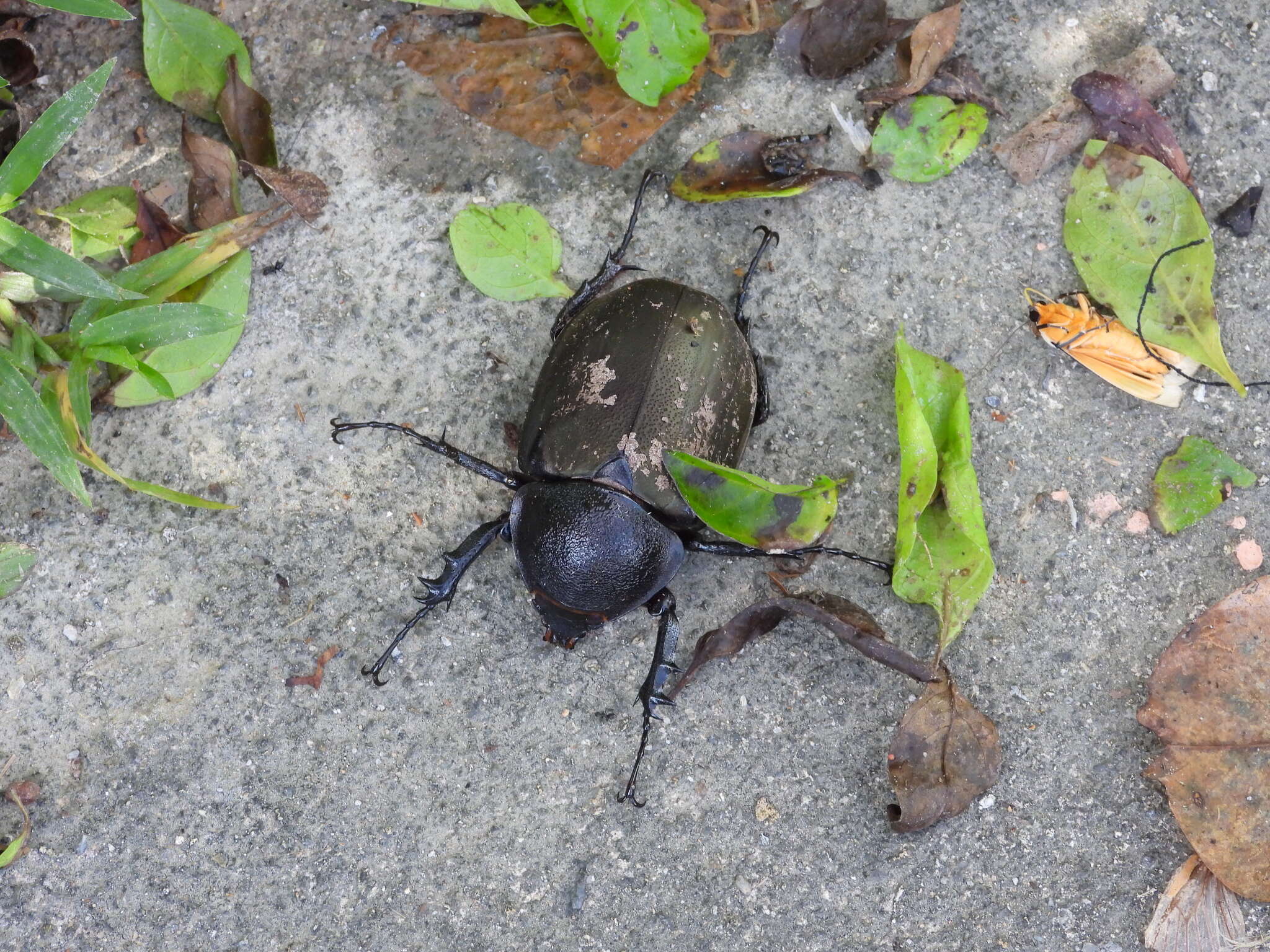 Image of Chalcosoma atlas mantetsu Nagai 2004