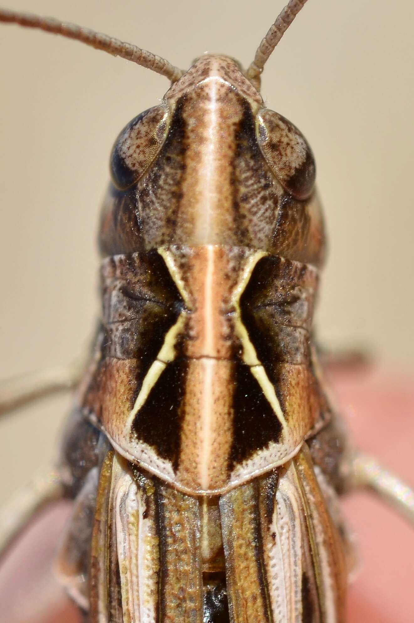 Image de Omocestus (Omocestus) haemorrhoidalis subsp. haemorrhoidalis (Charpentier 1825)