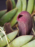 Image of Acianthera asaroides (Kraenzl.) Pridgeon & M. W. Chase