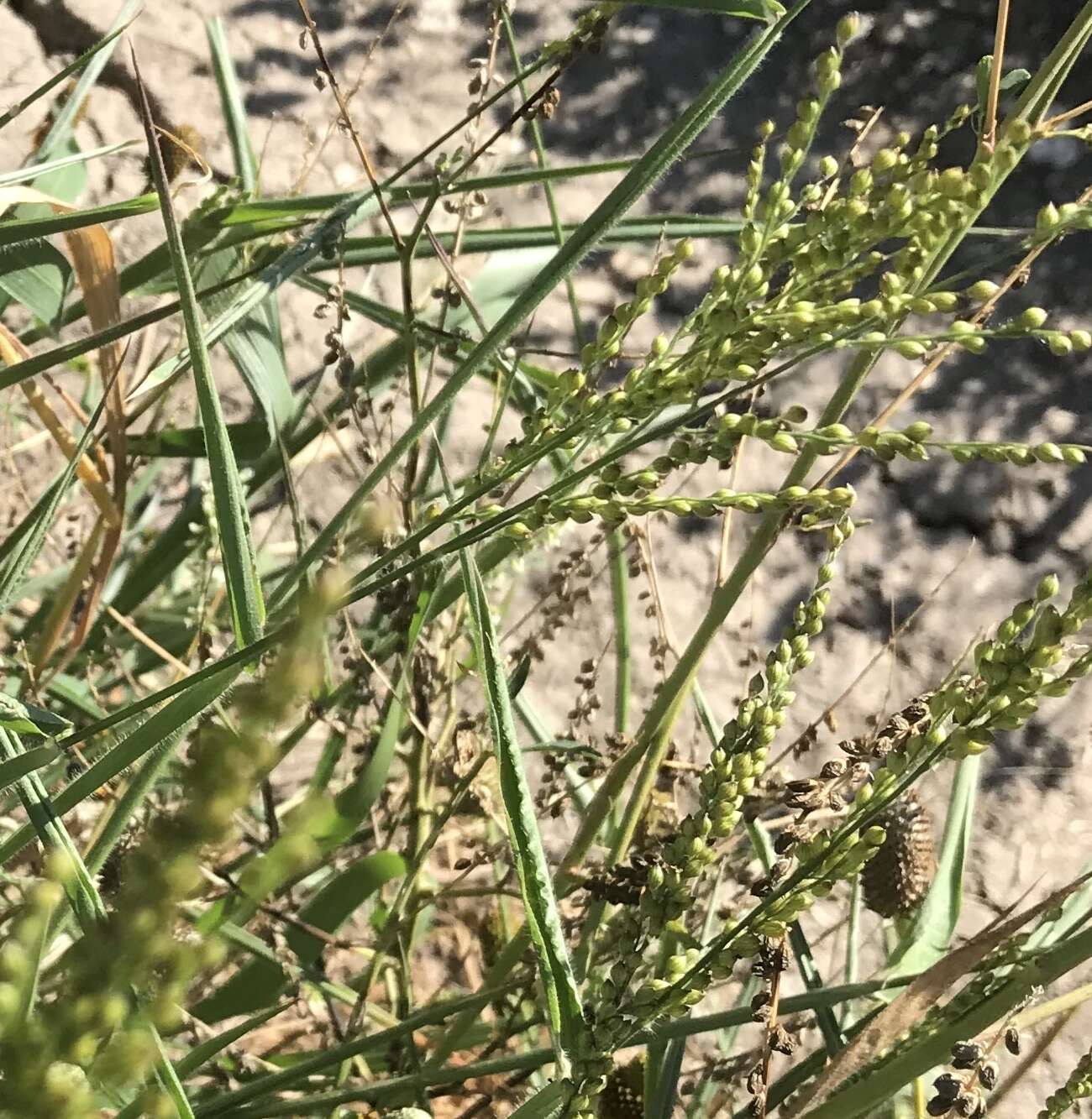 Plancia ëd Brachiaria fasciculata (Sw.) Parodi