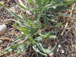 Image of Texas blueweed