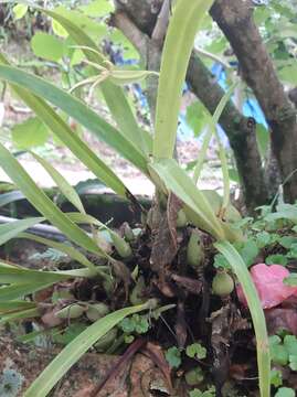 Image of Prosthechea rhynchophora (A. Rich. & Galeotti) W. E. Higgins