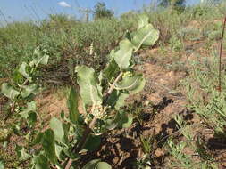 Imagem de Asclepias arenaria Torr.