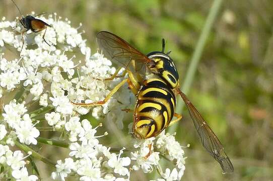 Image of Chrysotoxum octomaculatum Curtis 1837