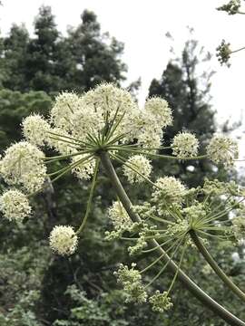 Image of Brewer's angelica