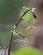 Tipularia japonica Matsum. resmi