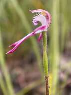 Caladenia clarkiae D. L. Jones resmi