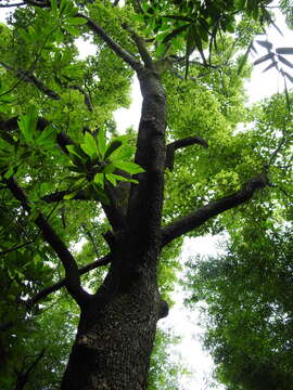 Image of three-toothed maple