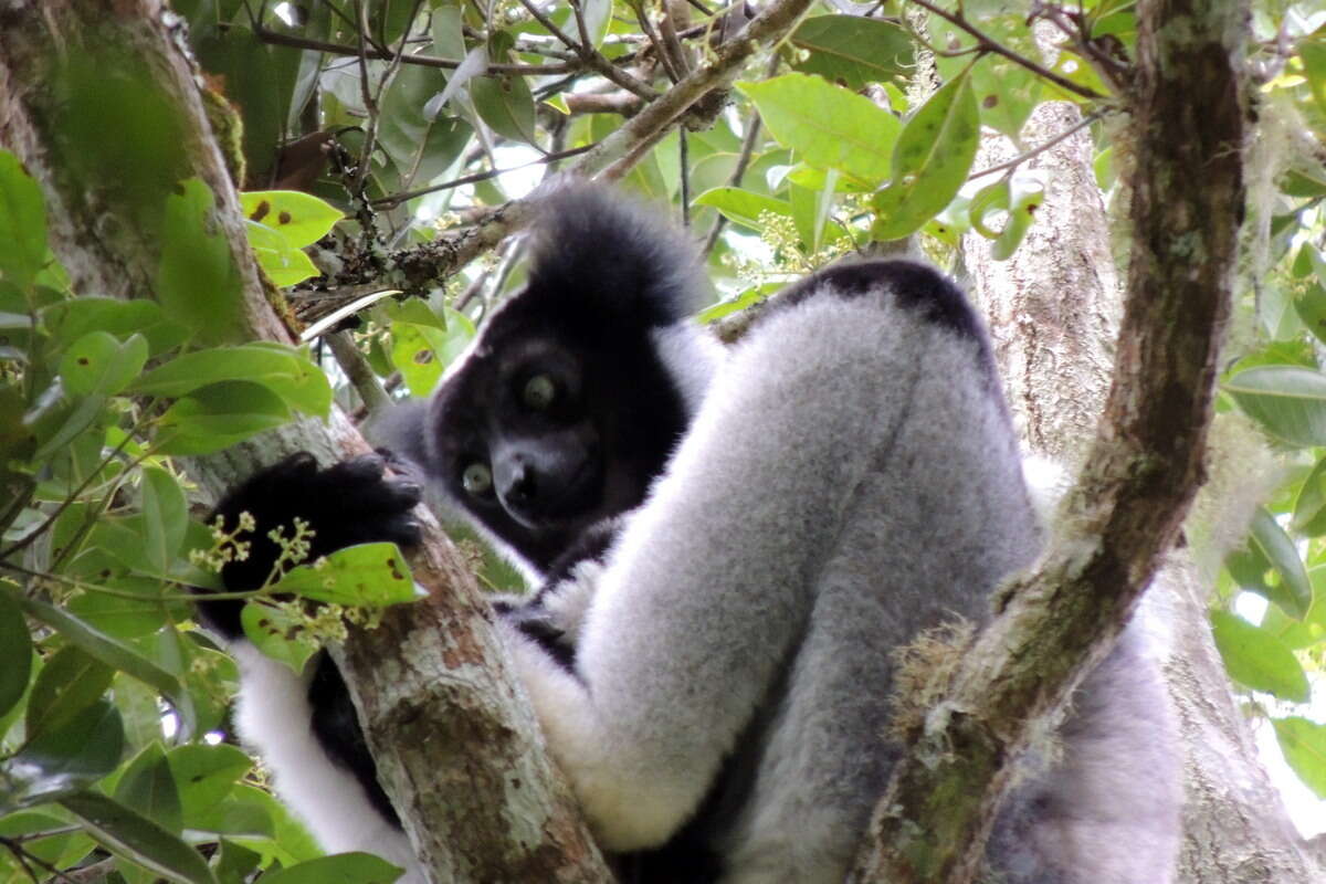 Image of indri