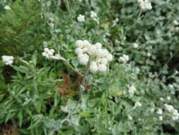 Image of Helichrysum pandurifolium Schrenk