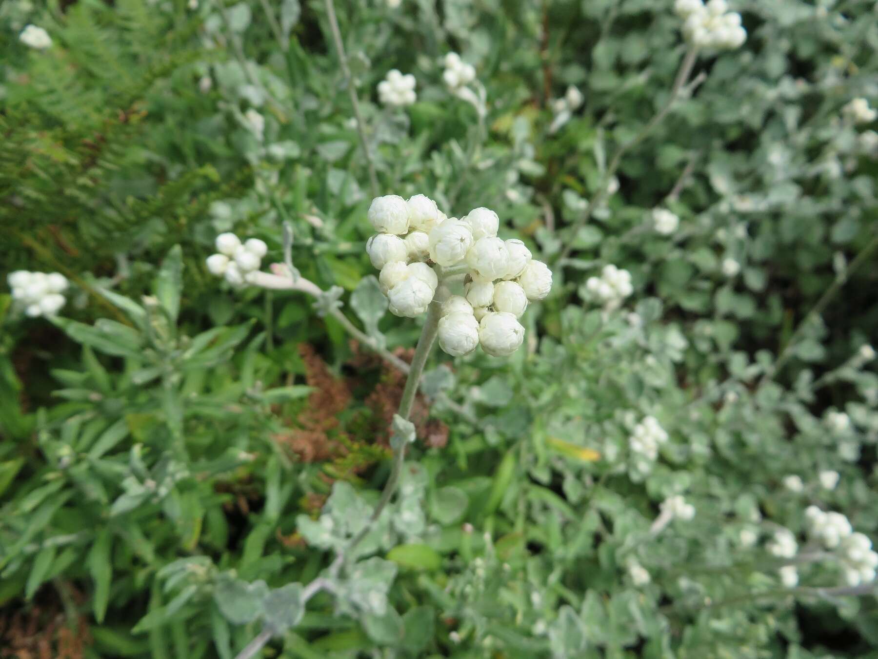 Image of Helichrysum pandurifolium Schrenk