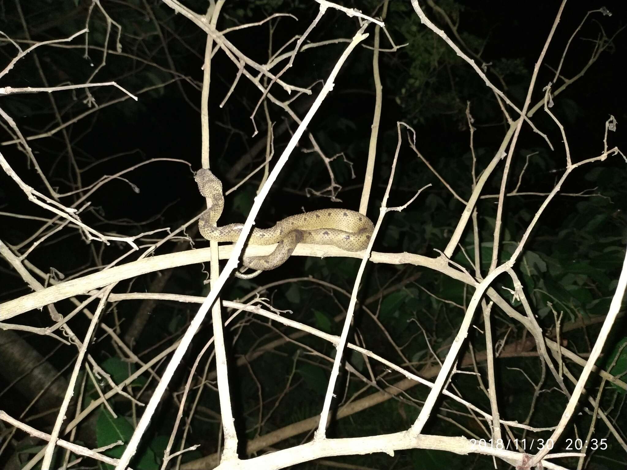 Image of Usambara Eyelash Viper