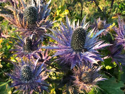 Imagem de Eryngium alpinum L.