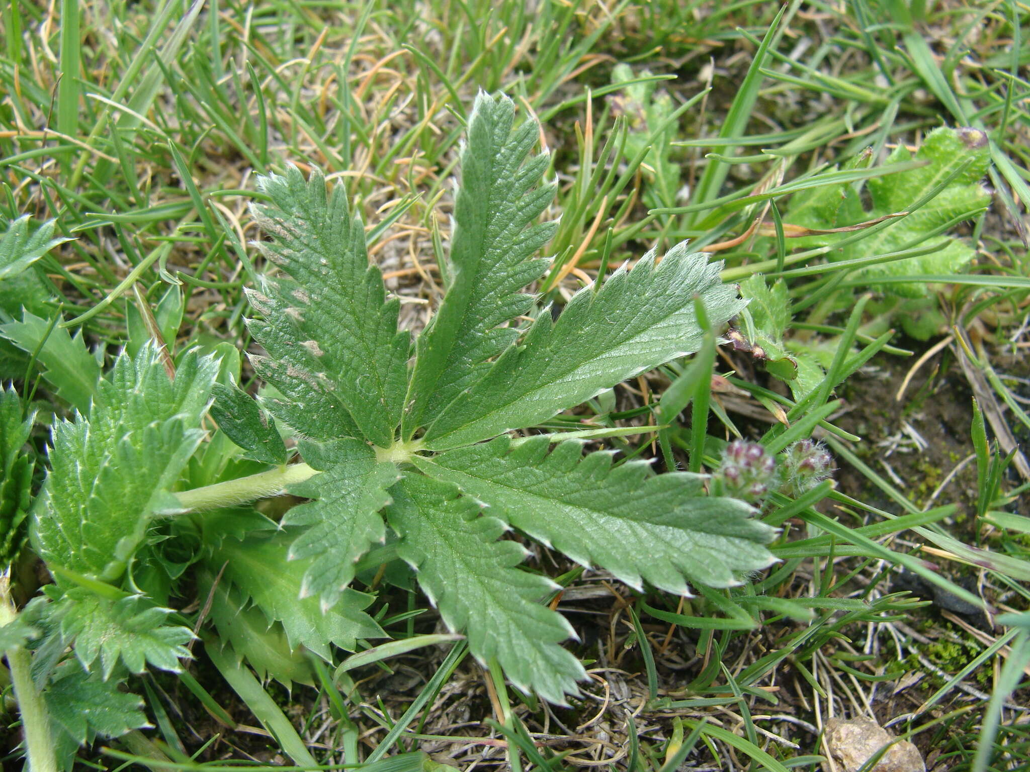 Image of Potentilla ehrenbergiana Schltdl.