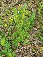 Image of Potentilla longipes Ledeb.