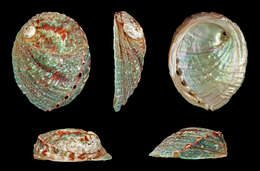 Image of Northern Abalone