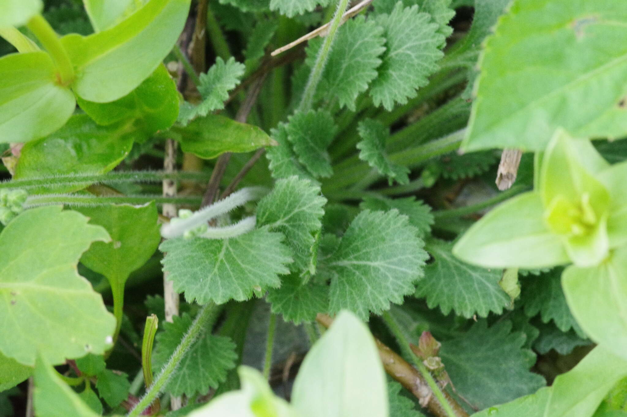 Image of Androsace umbellata (Lour.) Merr.