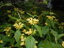 Imagem de Lamium galeobdolon (L.) L.