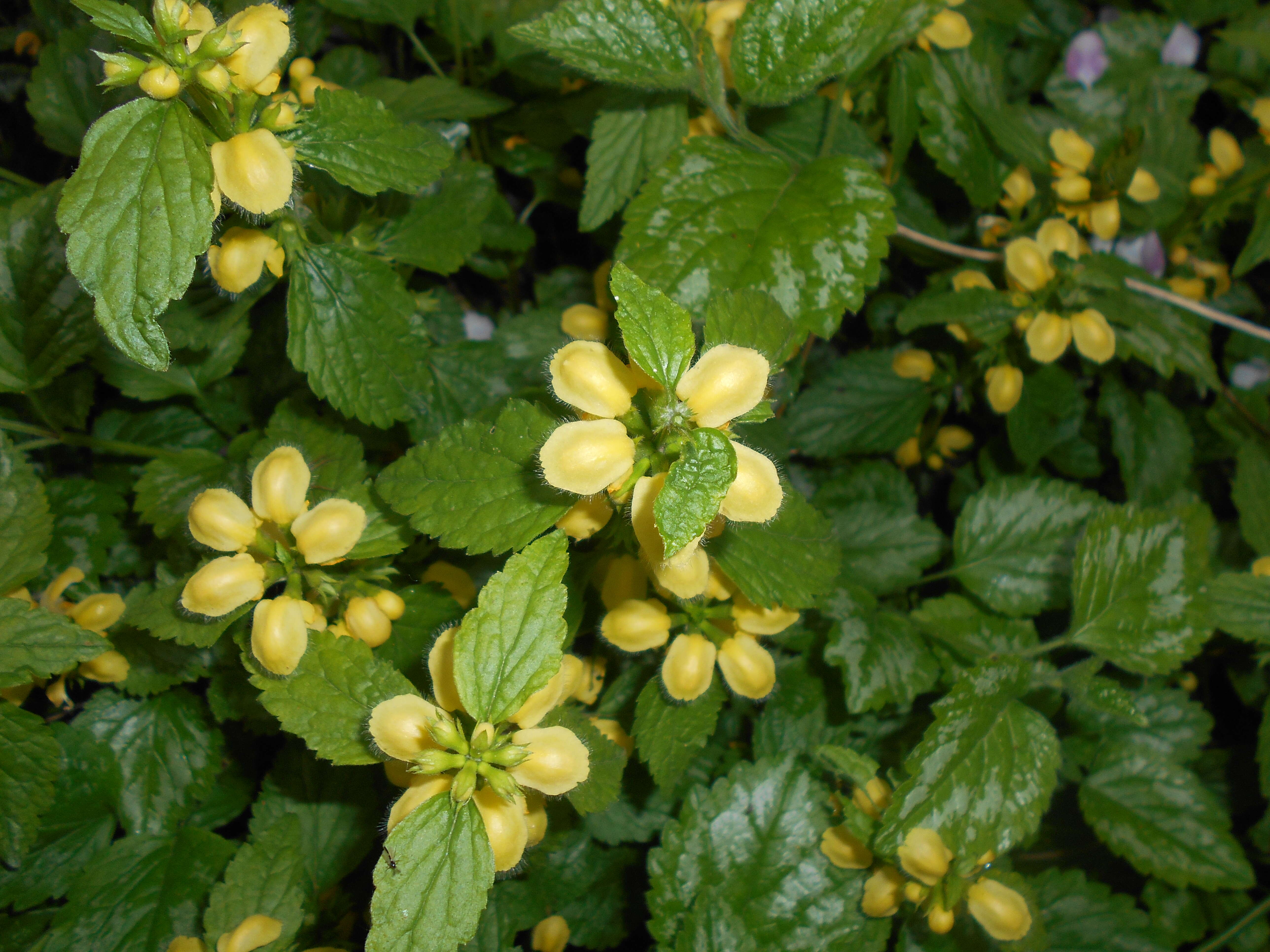 Imagem de Lamium galeobdolon (L.) L.