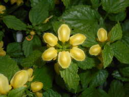 Imagem de Lamium galeobdolon (L.) L.