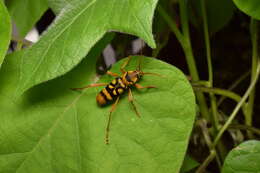 Image of Chlorophorus quinquefasciatus (Castelnau & Gory 1841)