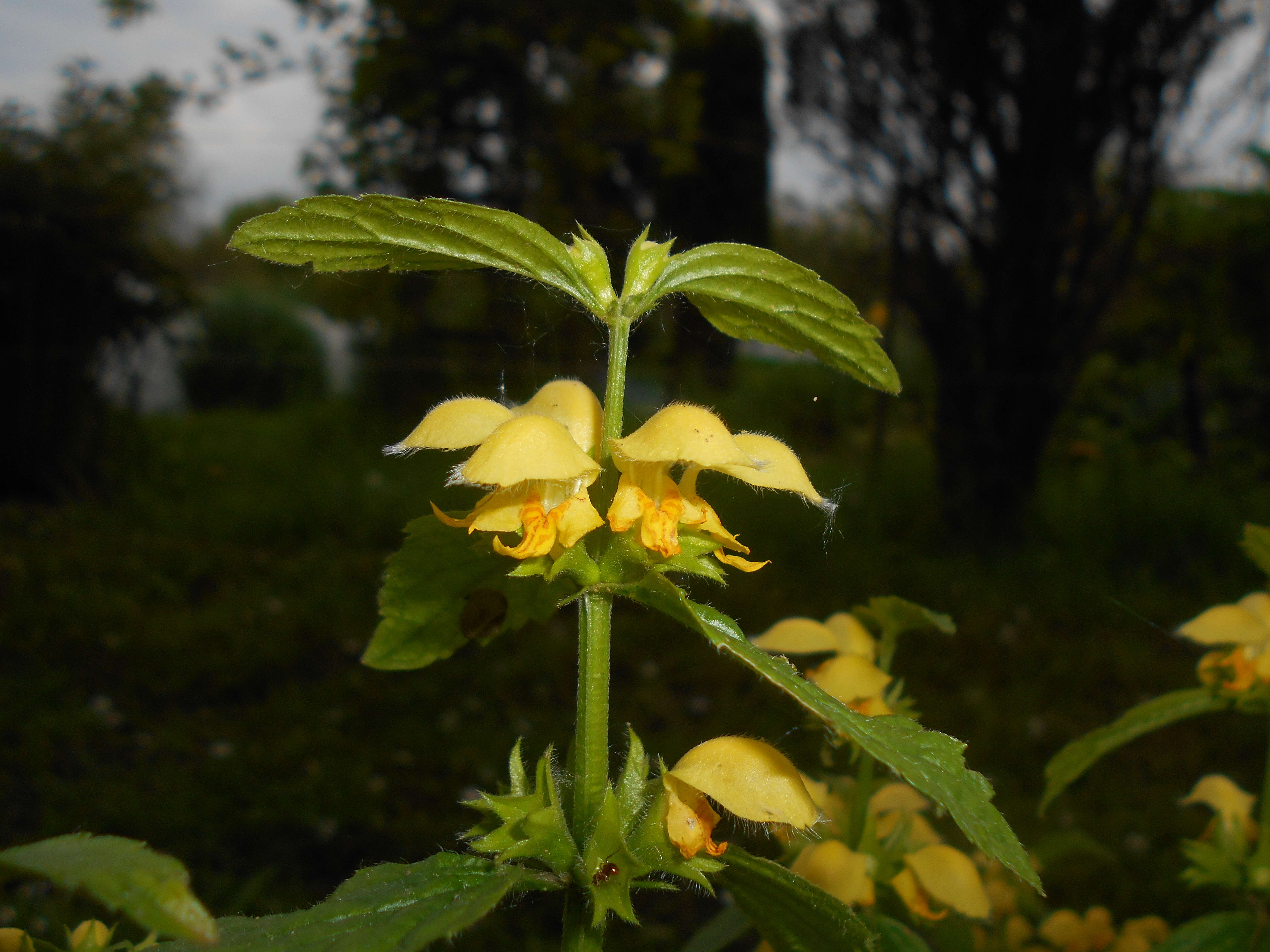 Imagem de Lamium galeobdolon (L.) L.