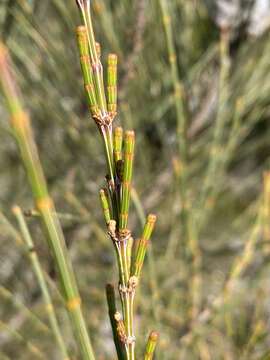 Image of Allocasuarina distyla (Vent.) L. A. S. Johnson