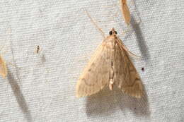 Image of <i>Anania mysippusalis</i>