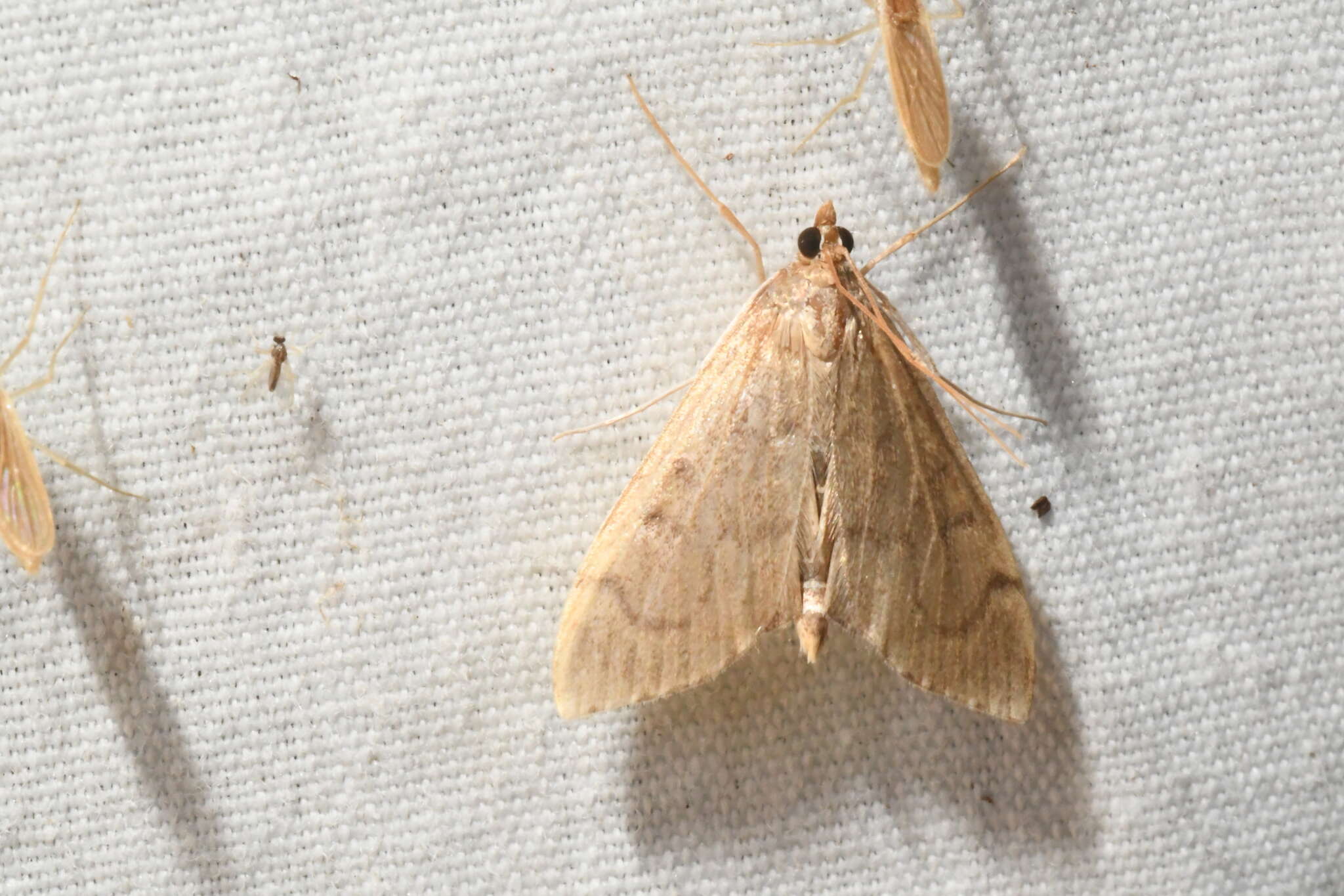 Image of <i>Anania mysippusalis</i>
