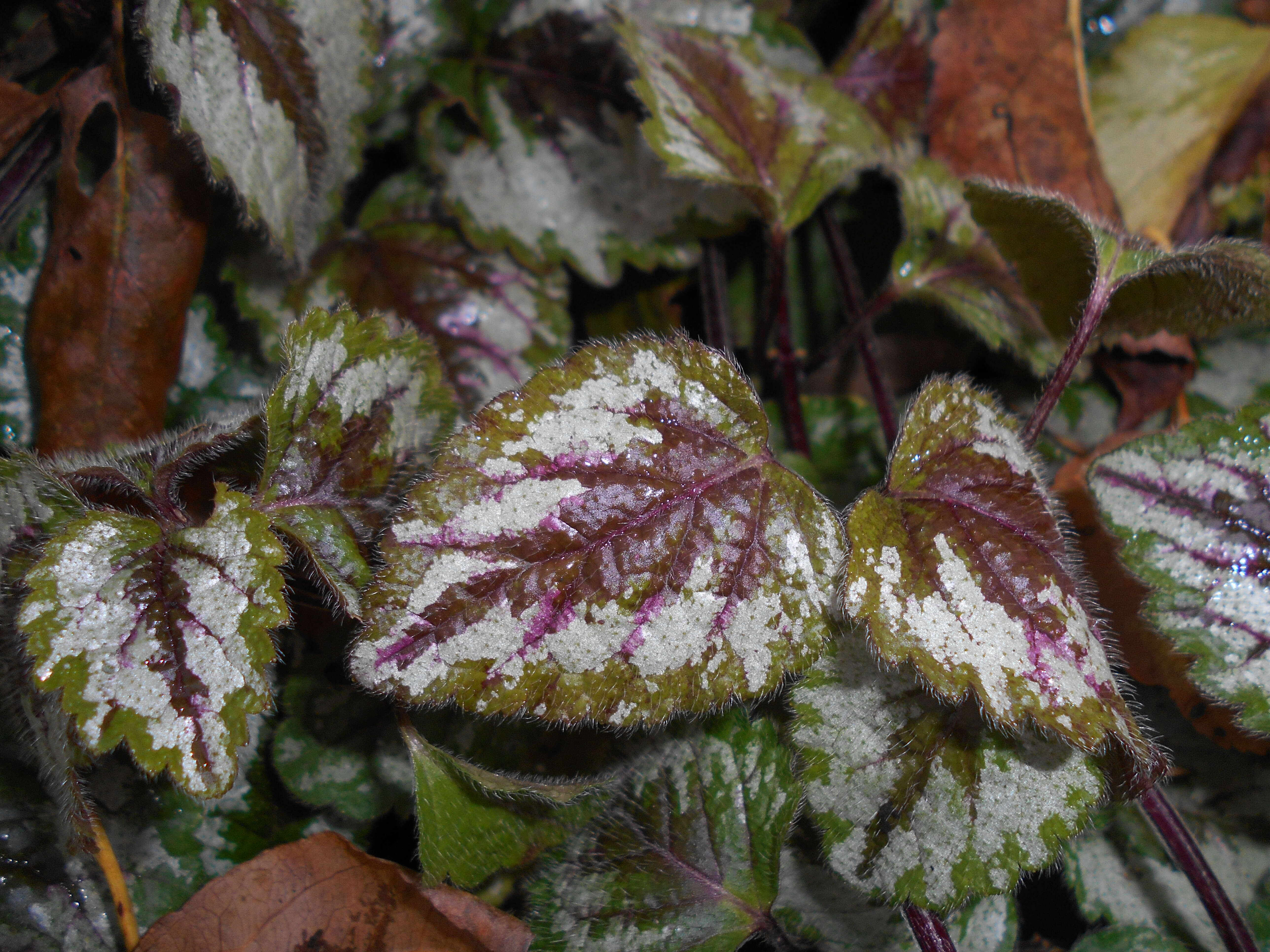 Imagem de Lamium galeobdolon (L.) L.