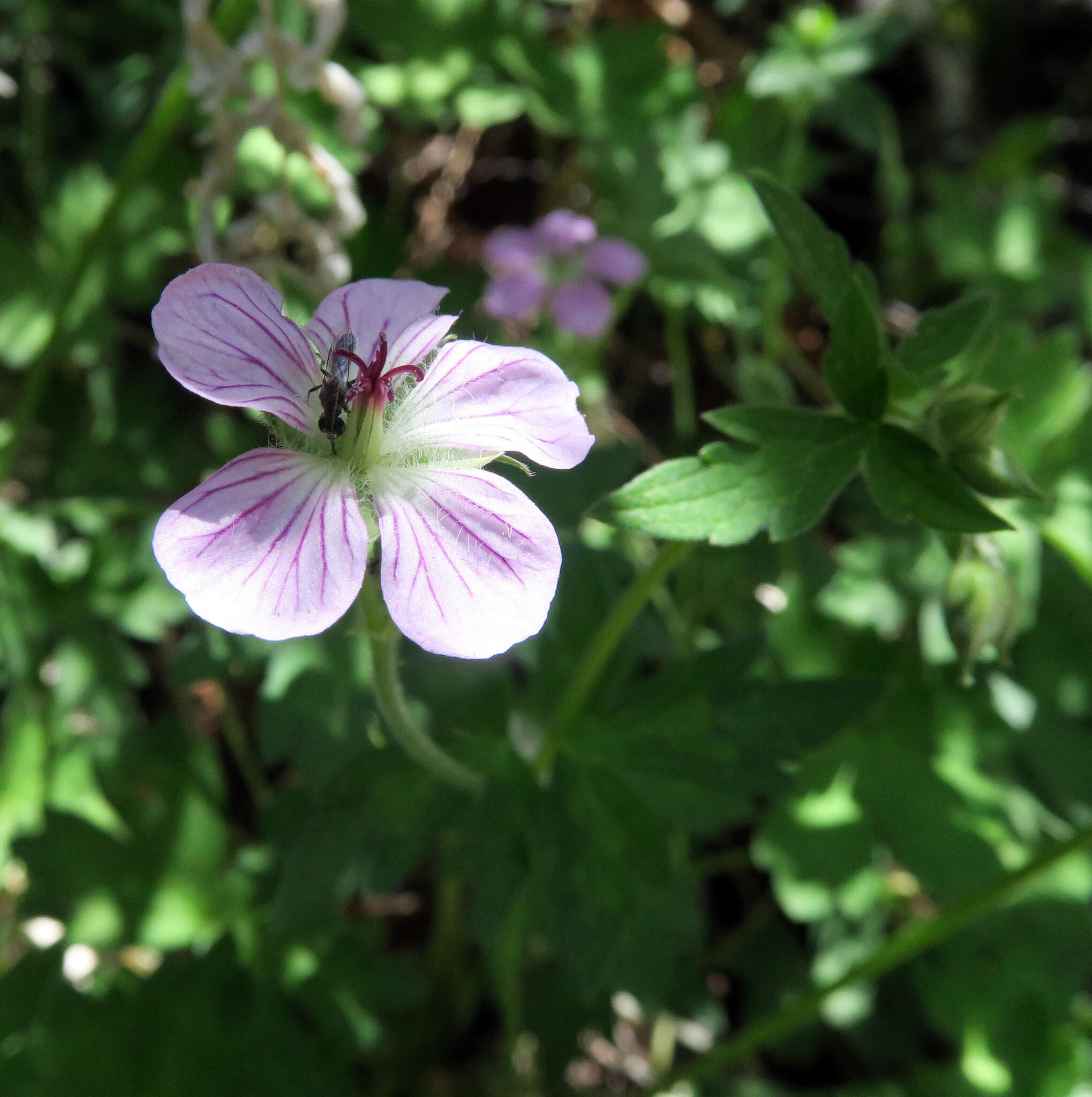 Image of California cranesbill