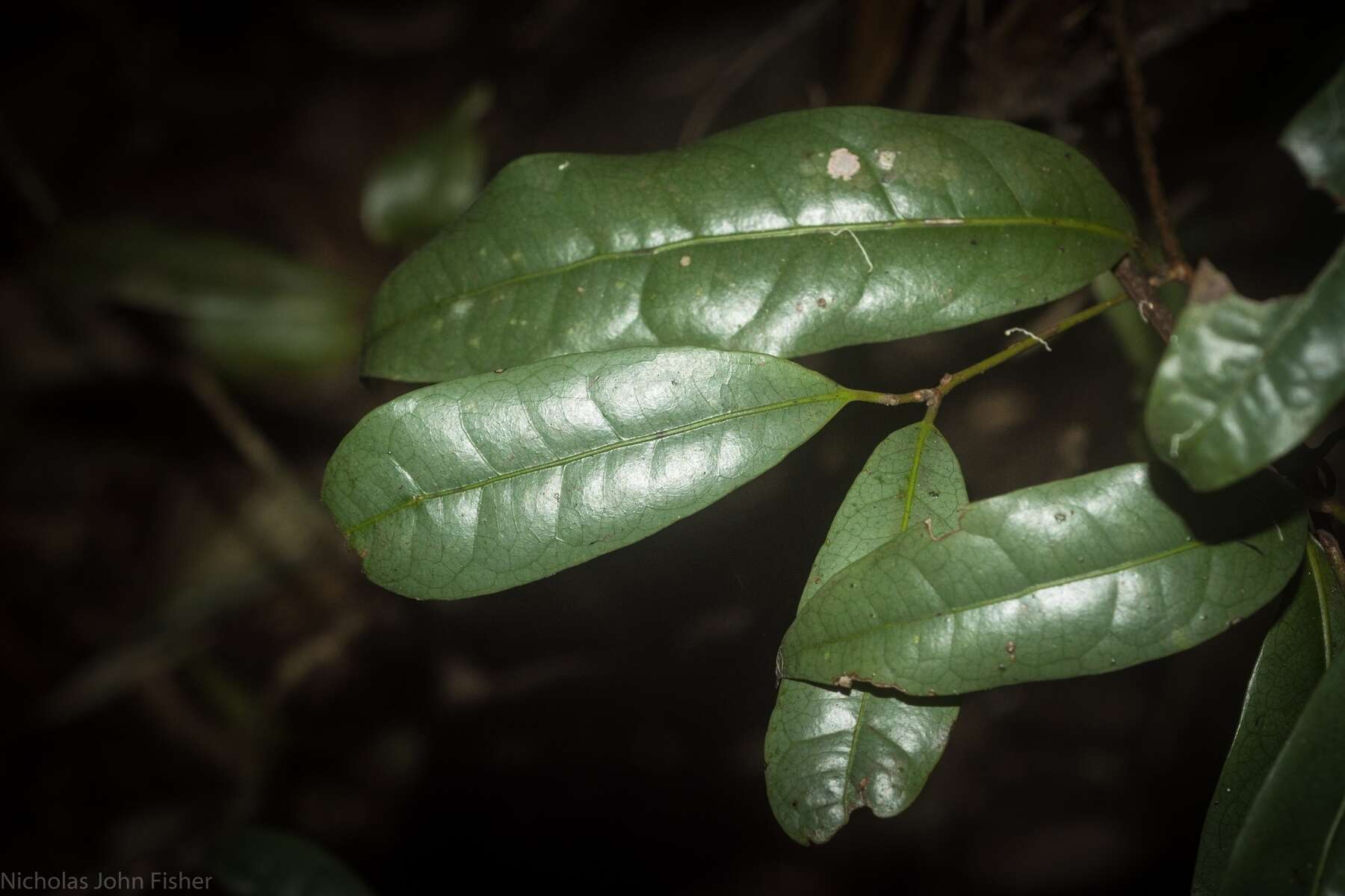 Image of Beilschmiedia elliptica C. T. White