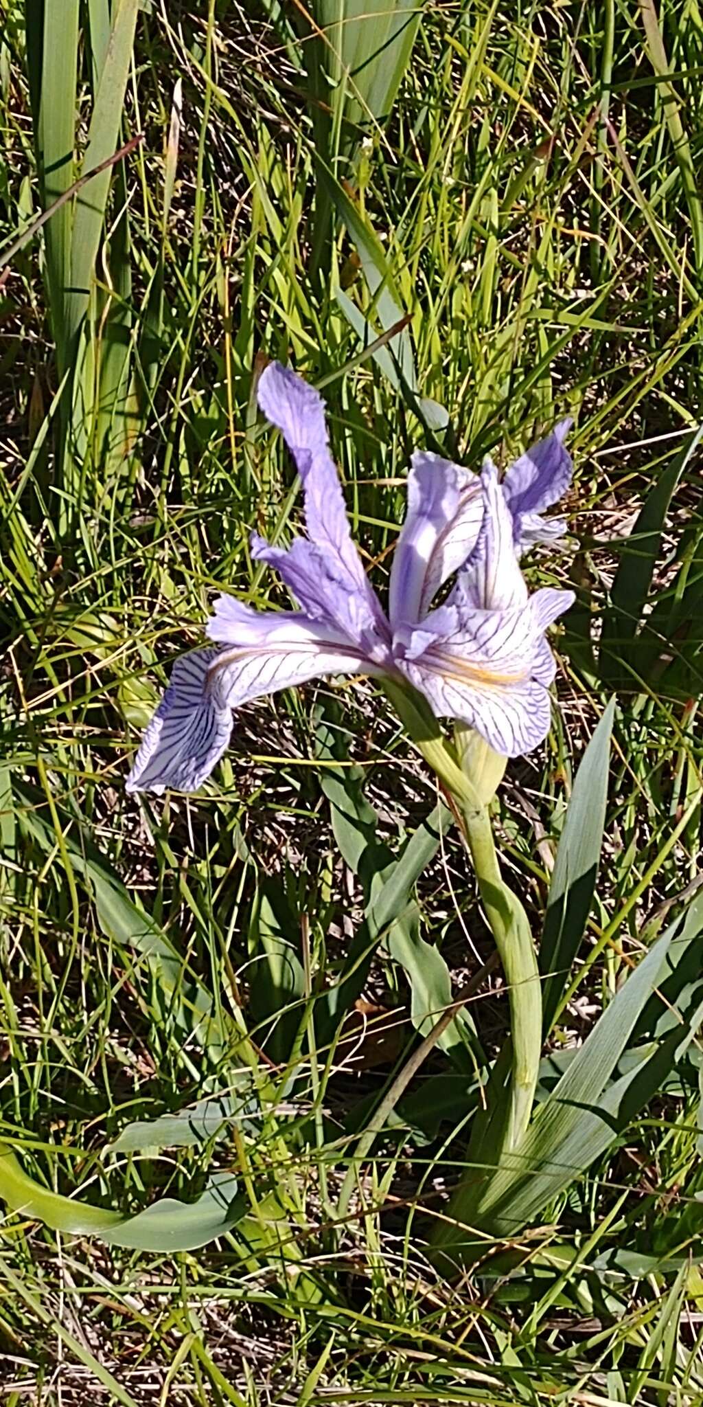 Image of Coast Iris