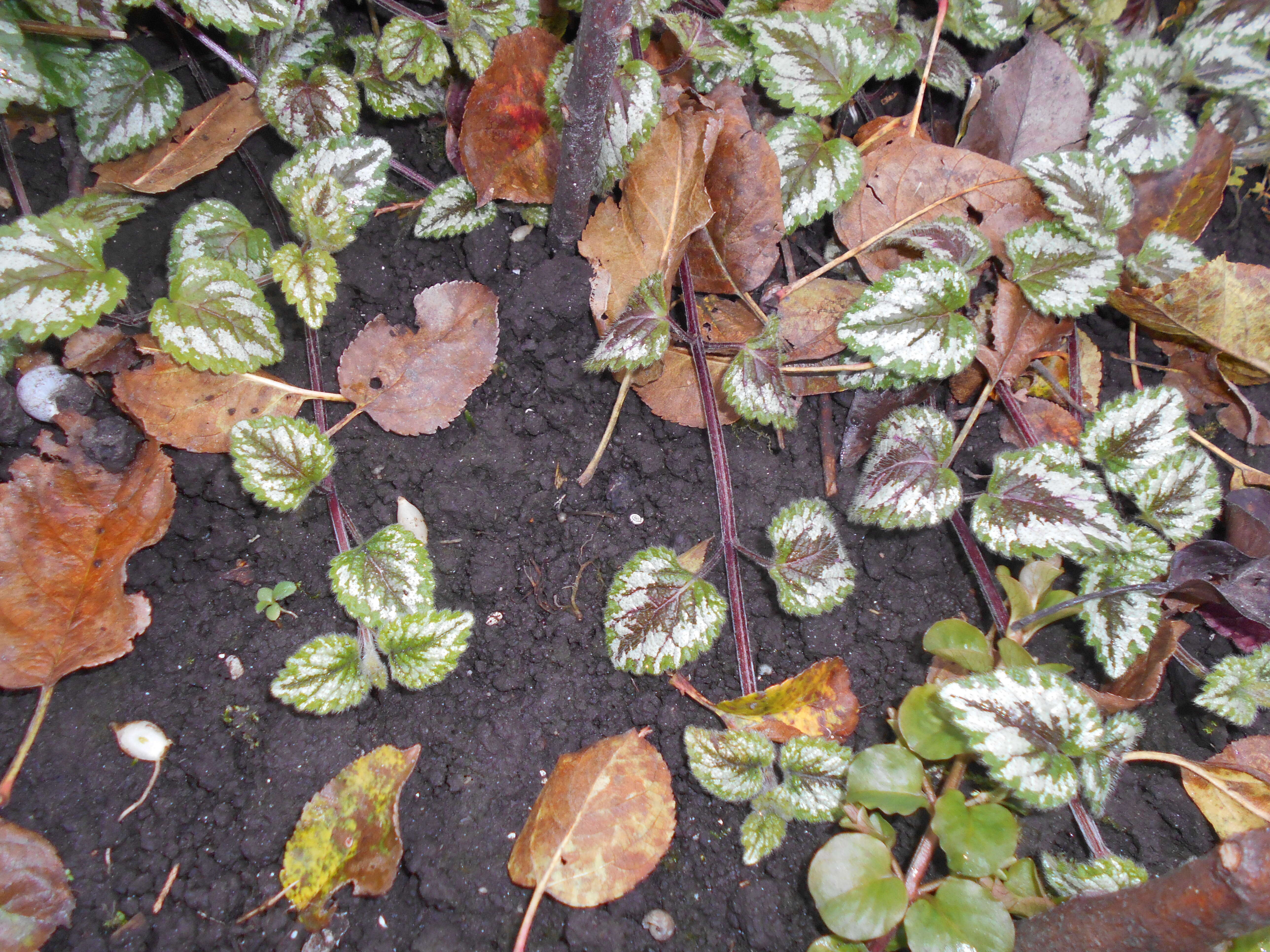 Imagem de Lamium galeobdolon (L.) L.